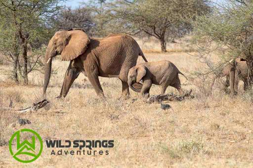4 Days 3 Nights Meru National Park Kenya Safari